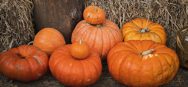 IndianTrails_Newsletter_PumpkinPatch2