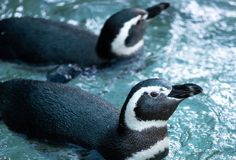 Penguins at Potter Park Zoo