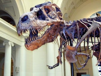 sue-the-t-rex-chicago-field-museum-bus-trip sue-the-t-rex-chicago-field-museum-bus-trip