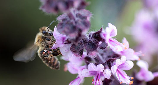 Bee Pollinator